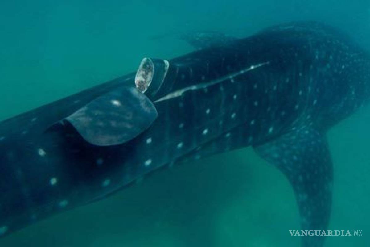 Tiburón ballena es herido por embarcación en La Paz