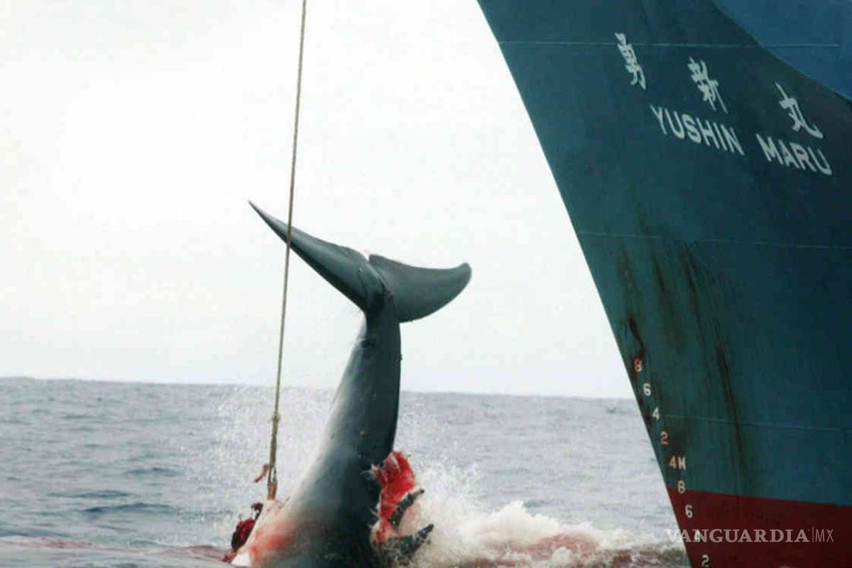 Publica Sea Shepherd video de la sangrienta caza de ballenas japonesa