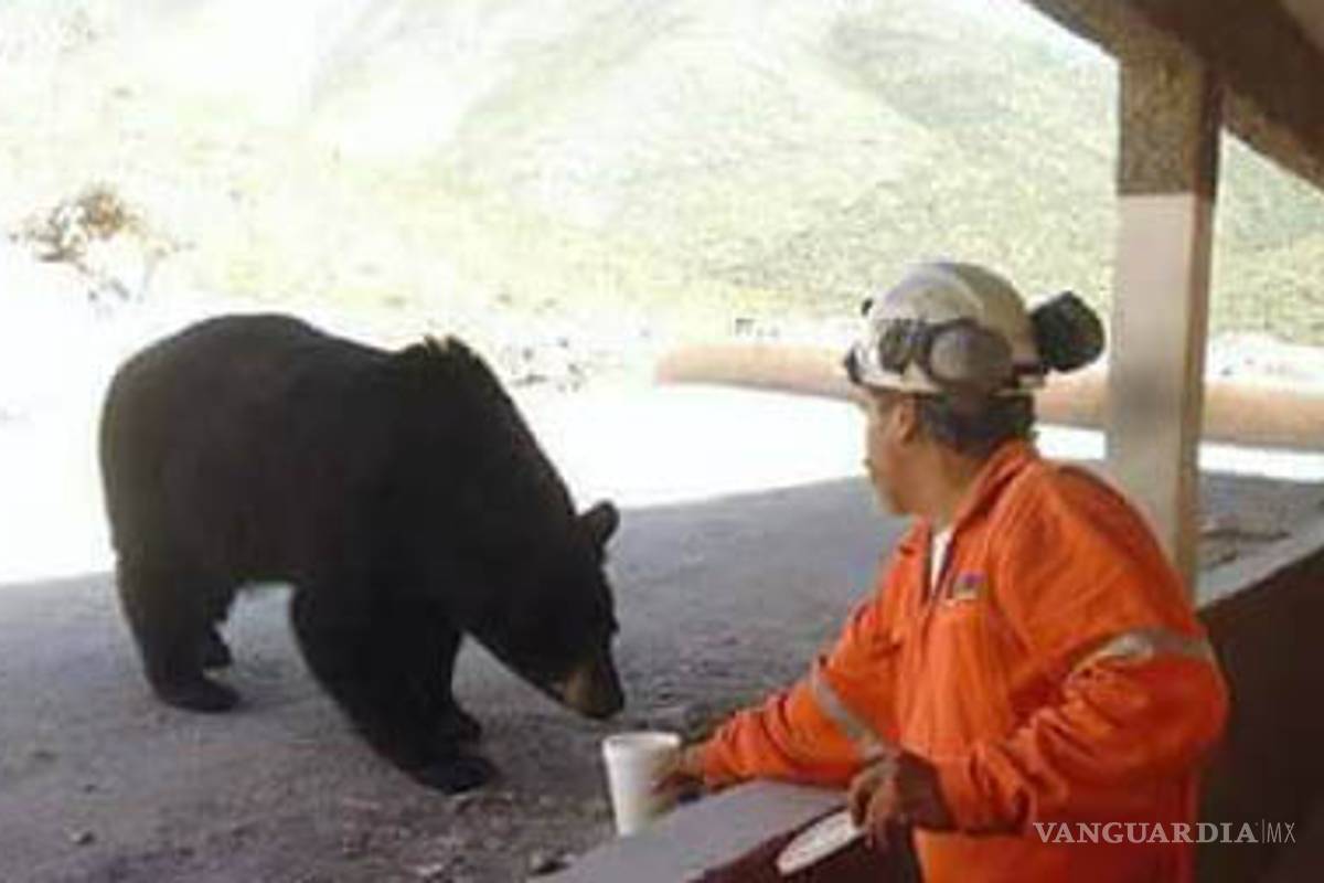¿Real o no? Este osezno cautivó a los usuarios de redes sociales de Coahuila