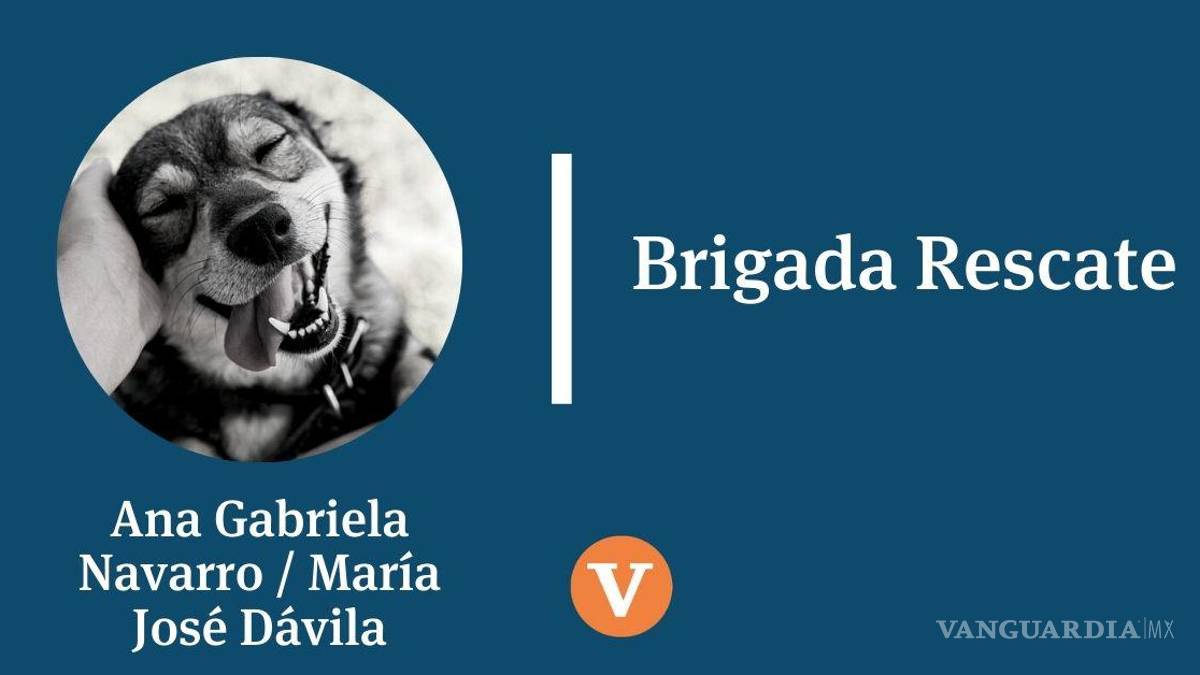 Entre armas y doctrinas