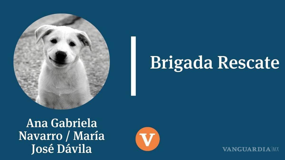 Lecciones de la manada