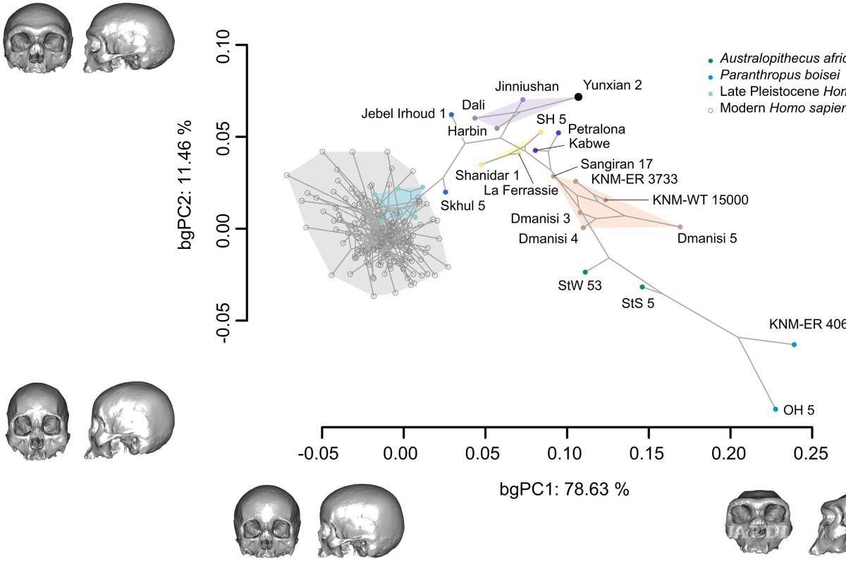 $!Análisis de componentes principales entre grupos de Procrustes superpuestos a 533 puntos de referencia y semipuntos de referencia para 179 especímenes fósiles y recientes de Homo.