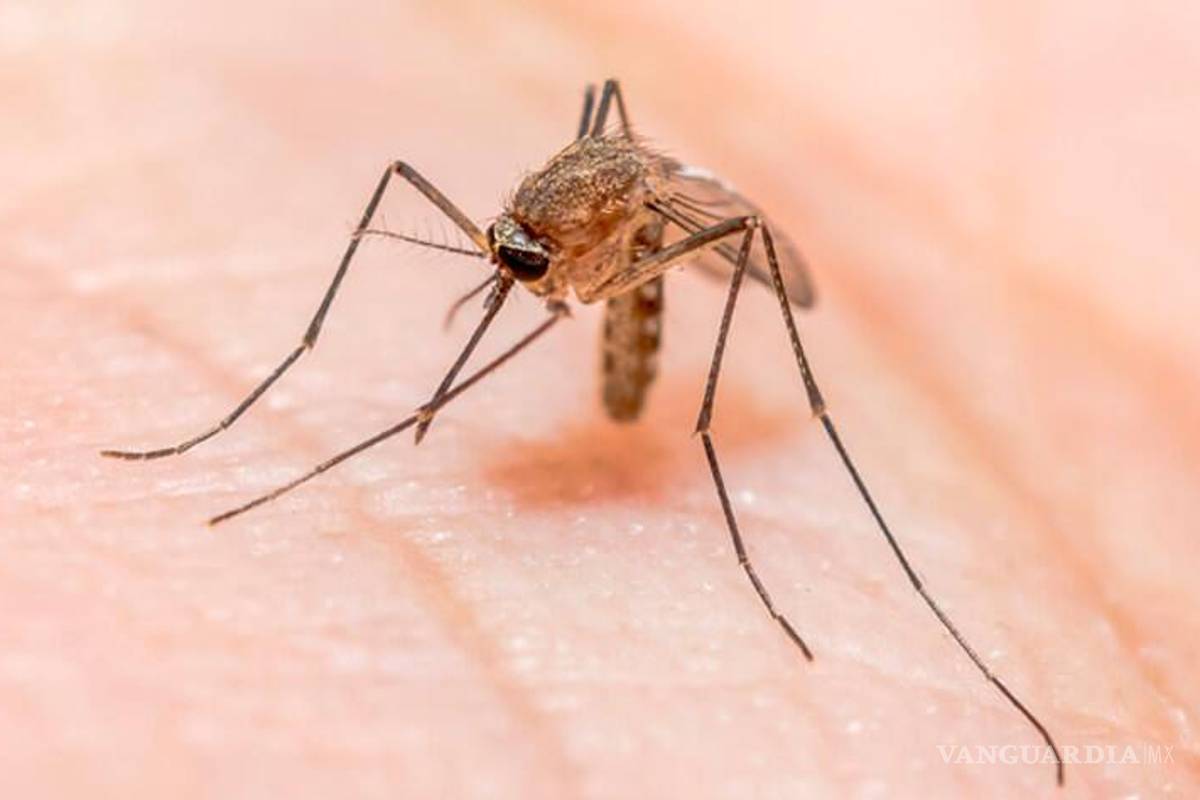 La malaria regresó a EU, registra casos locales 20 años después