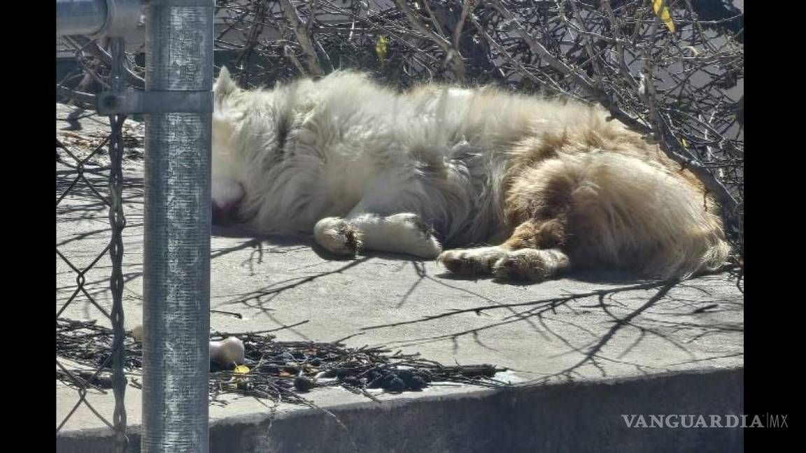 Saltillo: perrito abandonado en techo de casa en San Patricio indigna en redes sociales