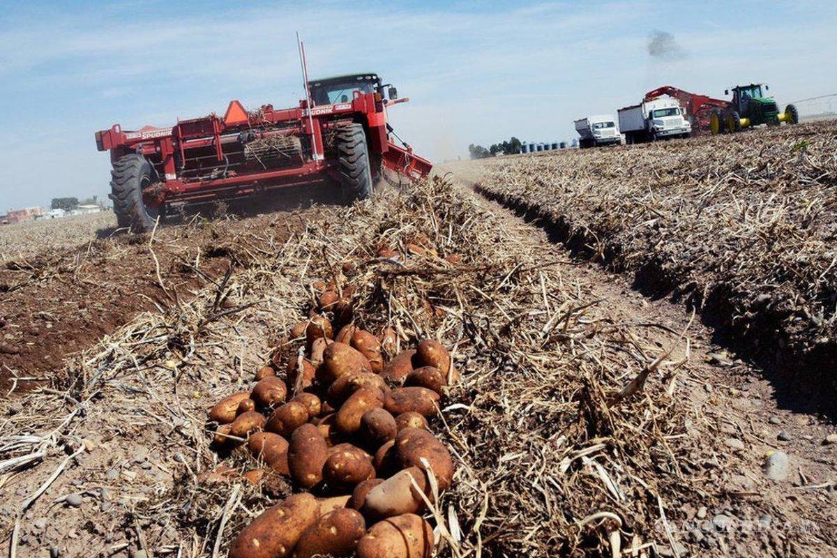 $!La sequía ha sido un duro obstáculo, para que el campo de Saltillo dé lo que puede.