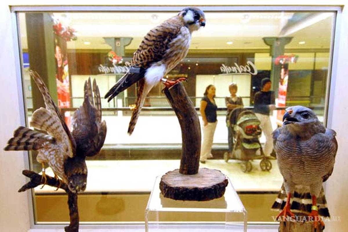 Aves migratorias encuentran hábitat dañado en Coahuila