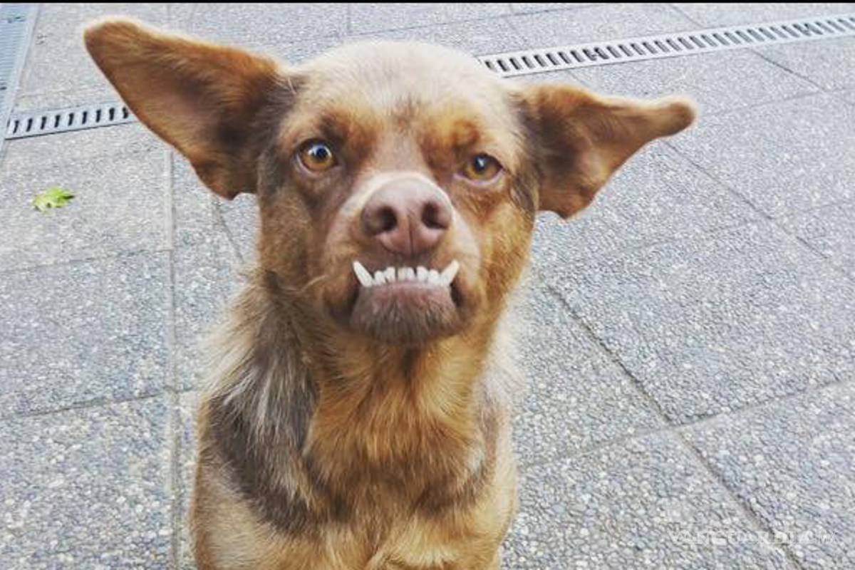 'Chilaquil', el perro que se hizo viral ¡busca familia!