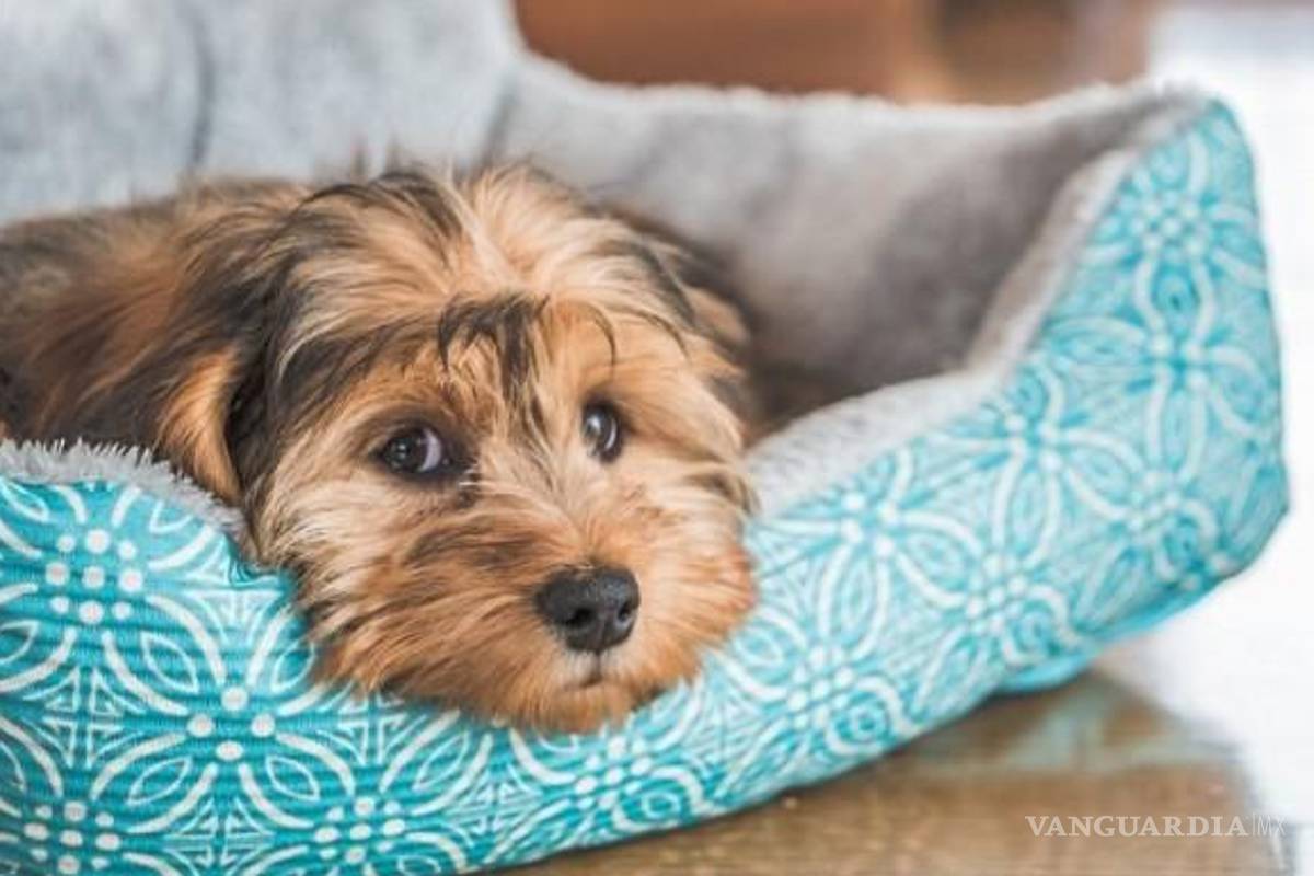 Coahuila: así puedes proteger a tu mascota de las bajas temperaturas