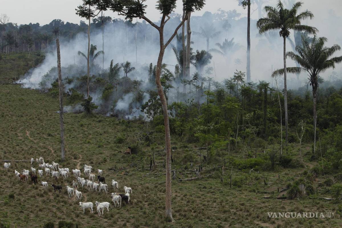 $!En esta fotografía del martes 15 de septiembre de 2009, el ganado pasta en un área deforestada cerca de Novo Progresso en el estado norteño de Pará, Brasil.