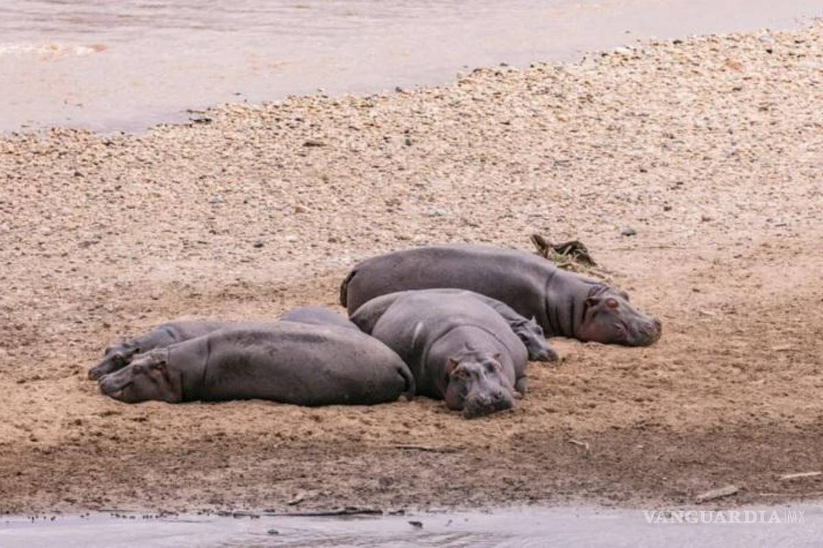 Hipopótamos de Pablo Escobar vivirán en la tierra de ‘El Chapo’