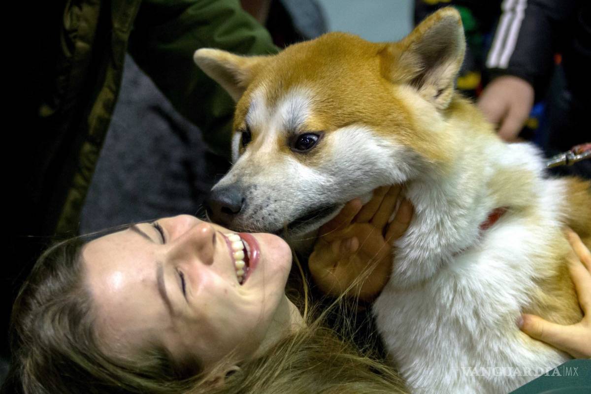 Westminster Dog Show: La fiesta más perrona de EU
