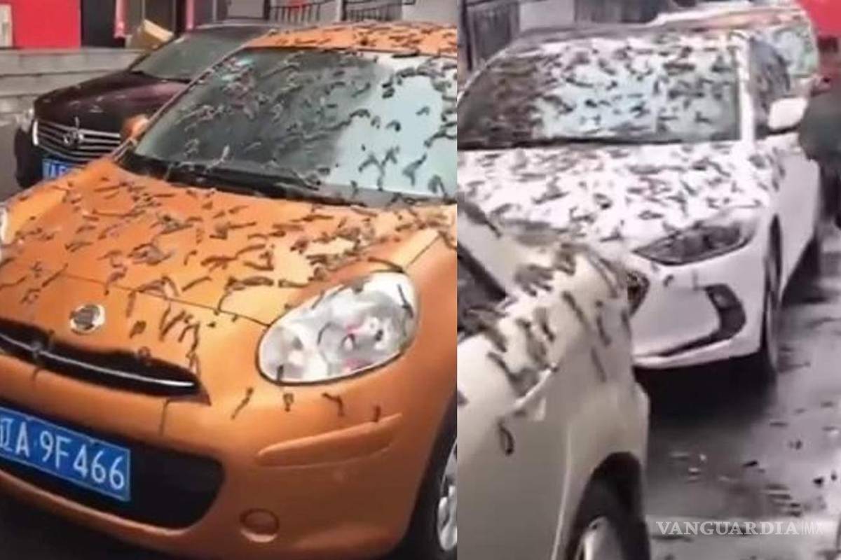 ¿Plagas del Apocalipsis?... La misteriosa ‘lluvia de gusanos’ que desconcierta en China (video)