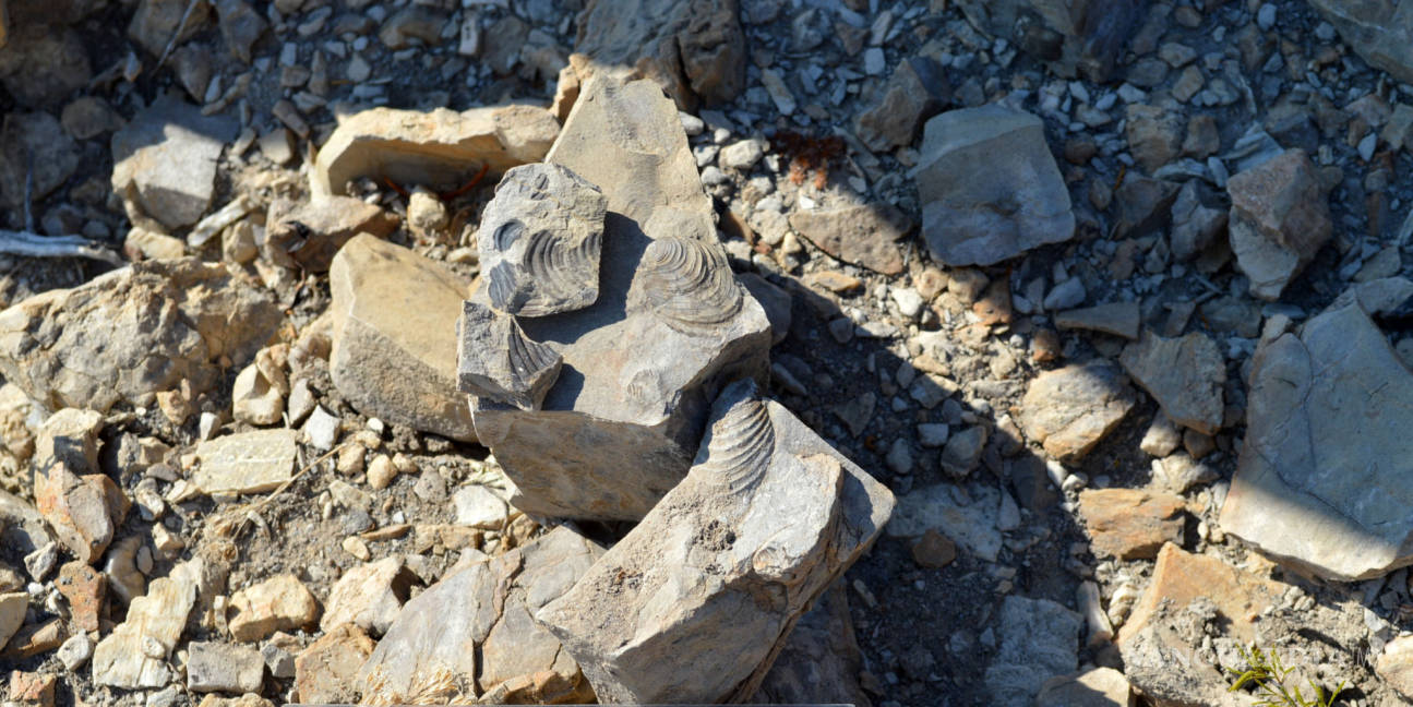 $!Descubren fósil de dinosaurio de 70 millones de años en desierto de Chihuahua