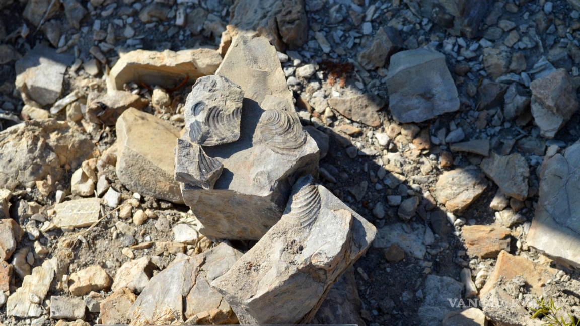 $!Descubren fósil de dinosaurio de 70 millones de años en desierto de Chihuahua