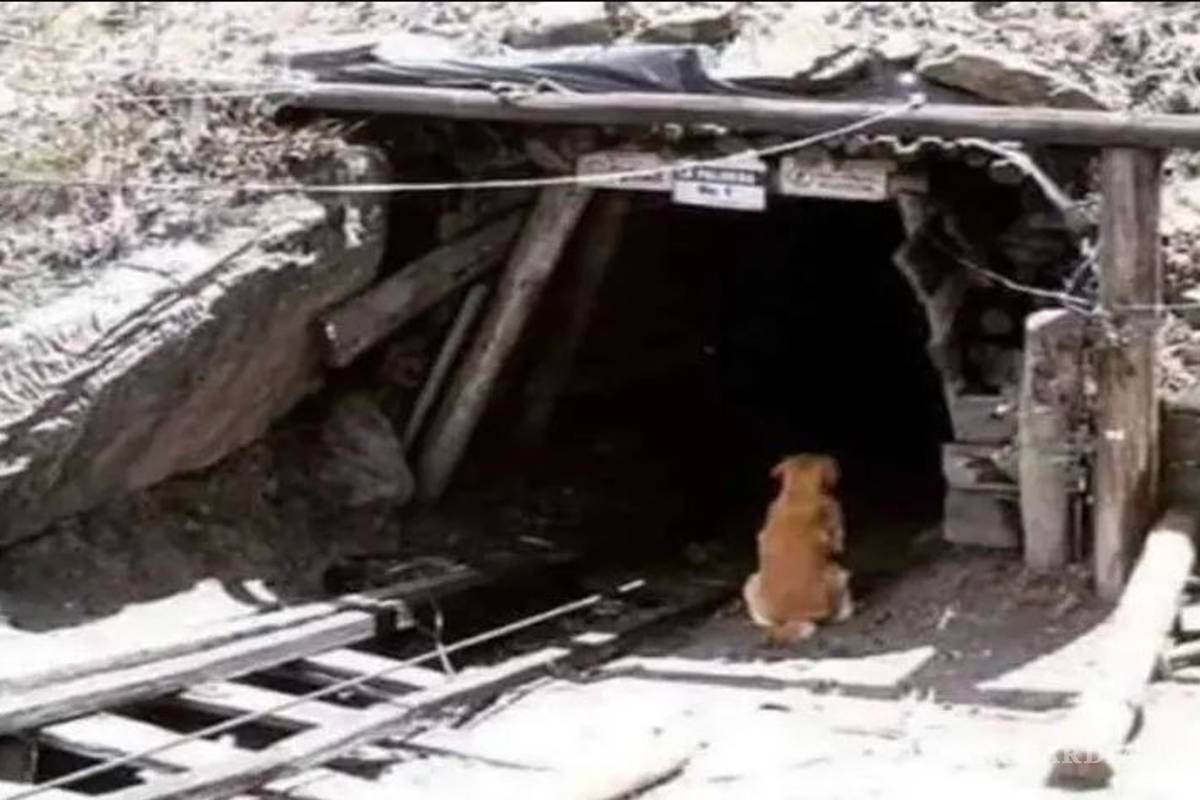 Dedican canción a “Cuchufleto”, el fiel perro de la mina en Coahuila que aún espera a su dueño