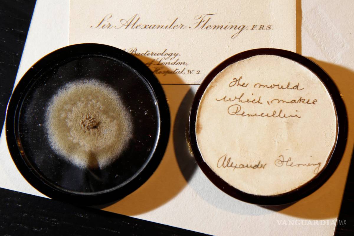 Subastan moho que usó Fleming para hacer penicilina