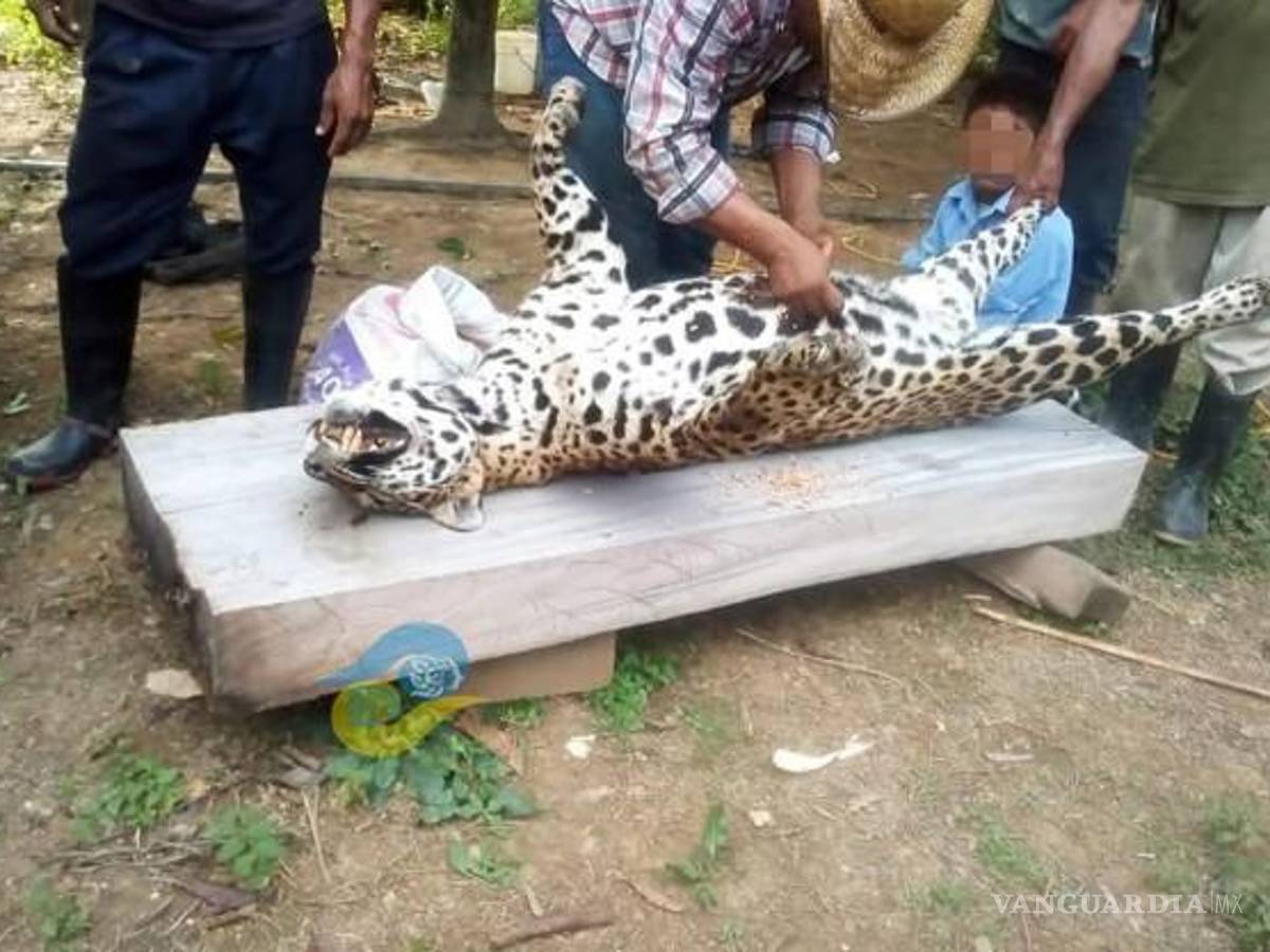 $!Cazan a jaguar en Veracruz y presumen las fotos en redes