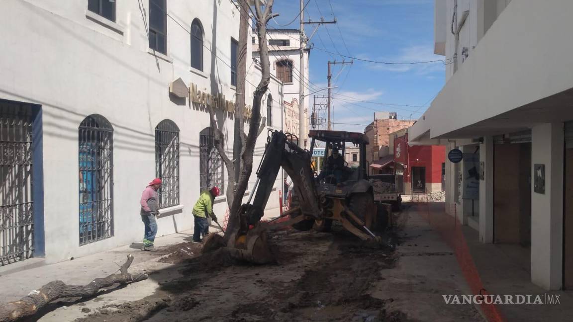 Retiran árboles del callejón Ocampo en Centro de Saltillo, tras modificaciones de Paseo Capital