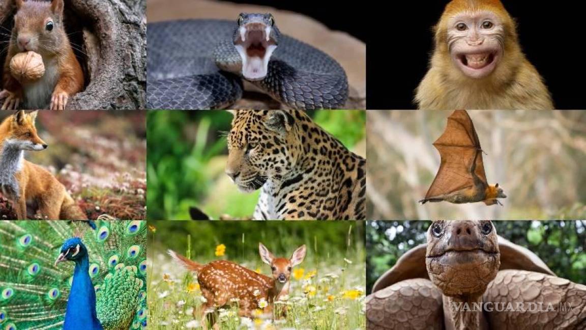 $!Horóscopo Maya 2023... ¿Qué animal eres y qué características tiene tu signo?