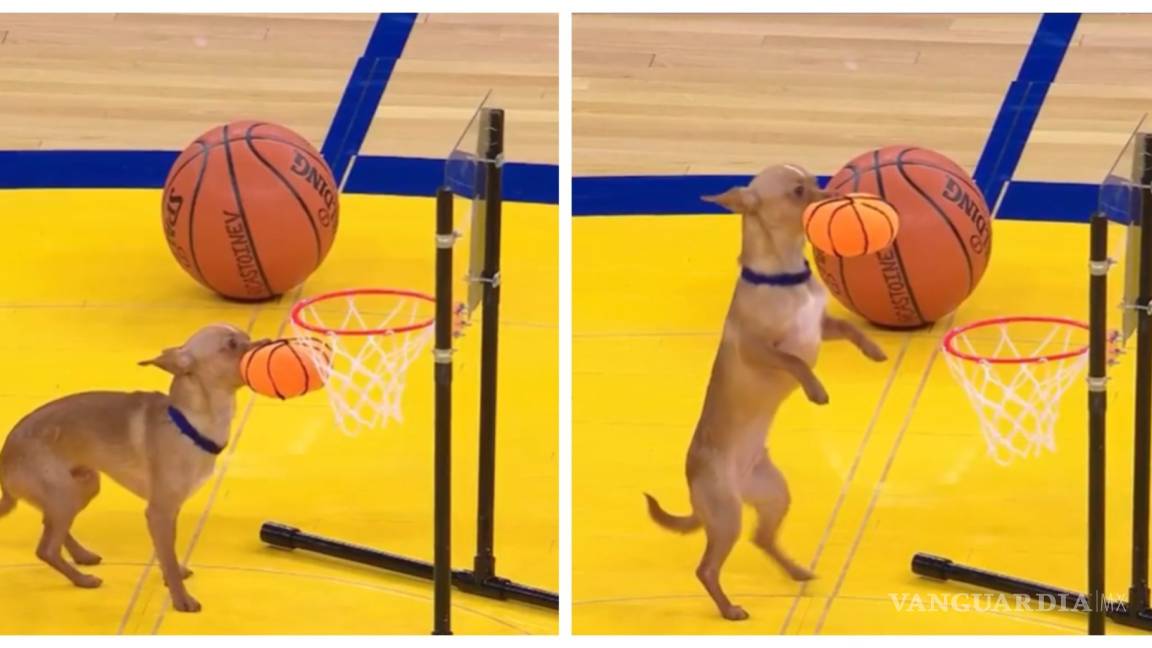 ¡Ah, perro!: 'Lomito' encesta durante partido de Warriors vs Lakers
