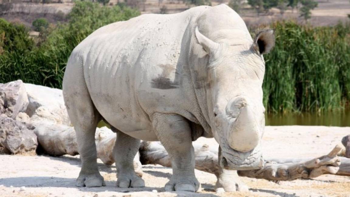 Rinoceronte embiste auto donde viajaba familia; estaba en celo afirma Africam Safari (Video)