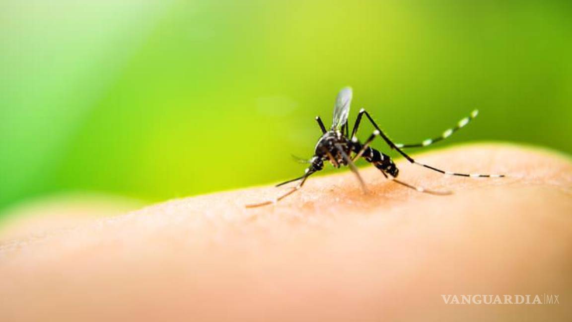 No existen casos de dengue en La Lagua de Coahuila