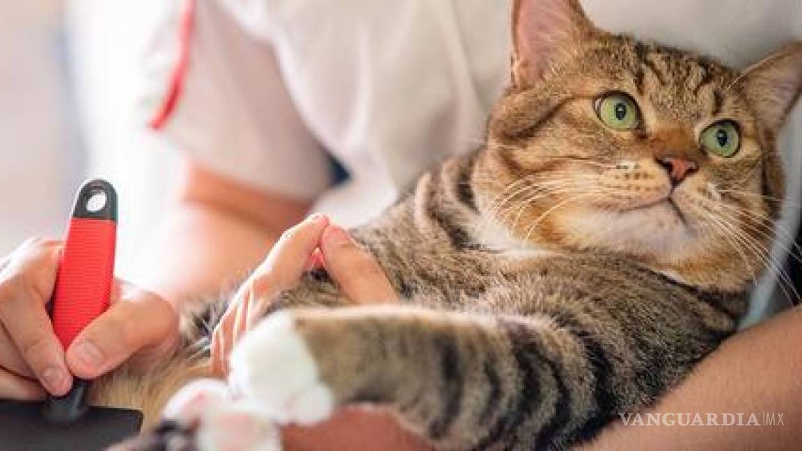 La despiden por pedir permiso en su trabajo para cuidar a su gato moribundo