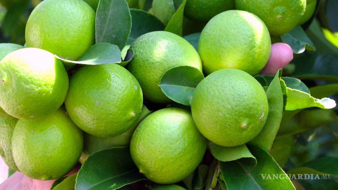 ‘Puras mentiras’, aumento en precio del limón no es por crimen organizado, asegura Profeco