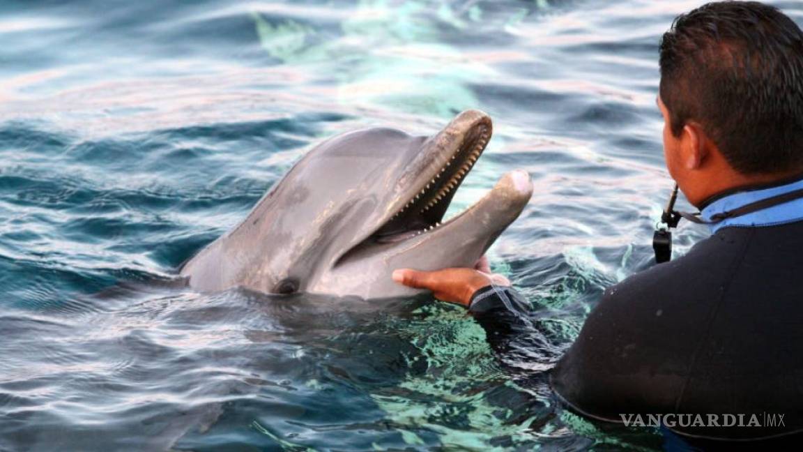 Investiga Estados Unidos muerte de 279 delfines en Golfo de México