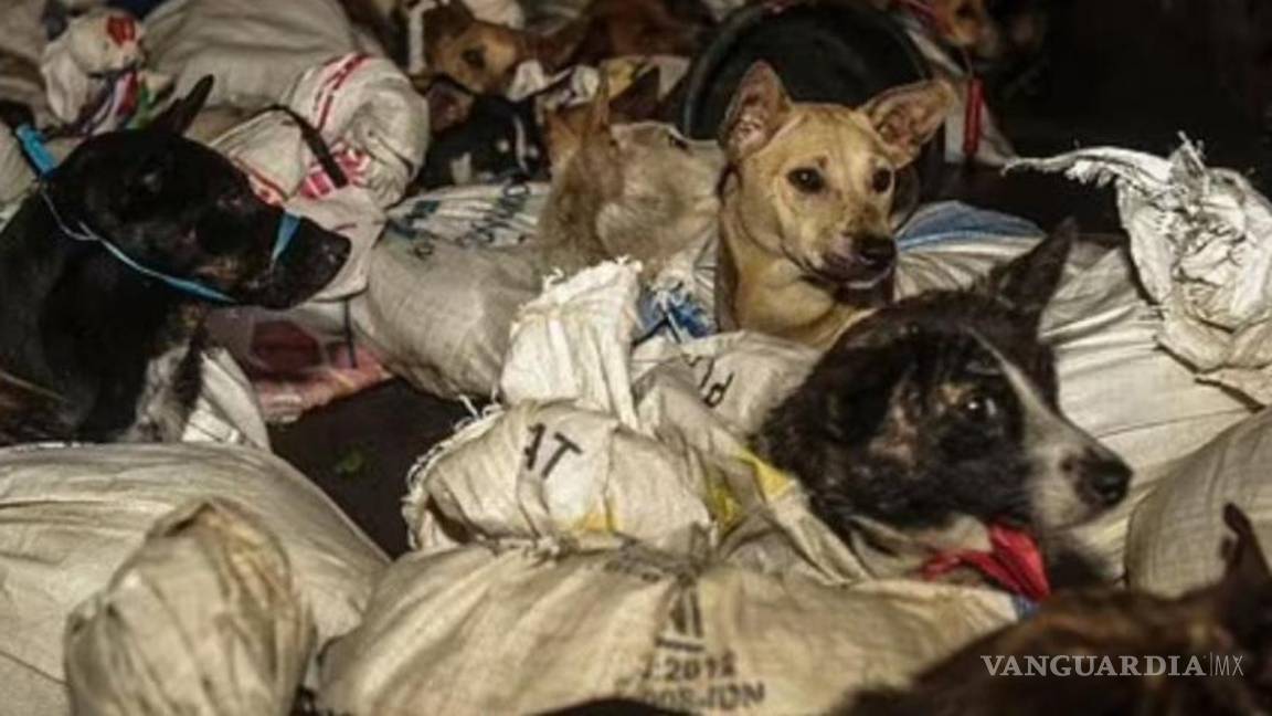 $!Rescatan a más de cincuenta perros que iban a matar para venderlos como carne