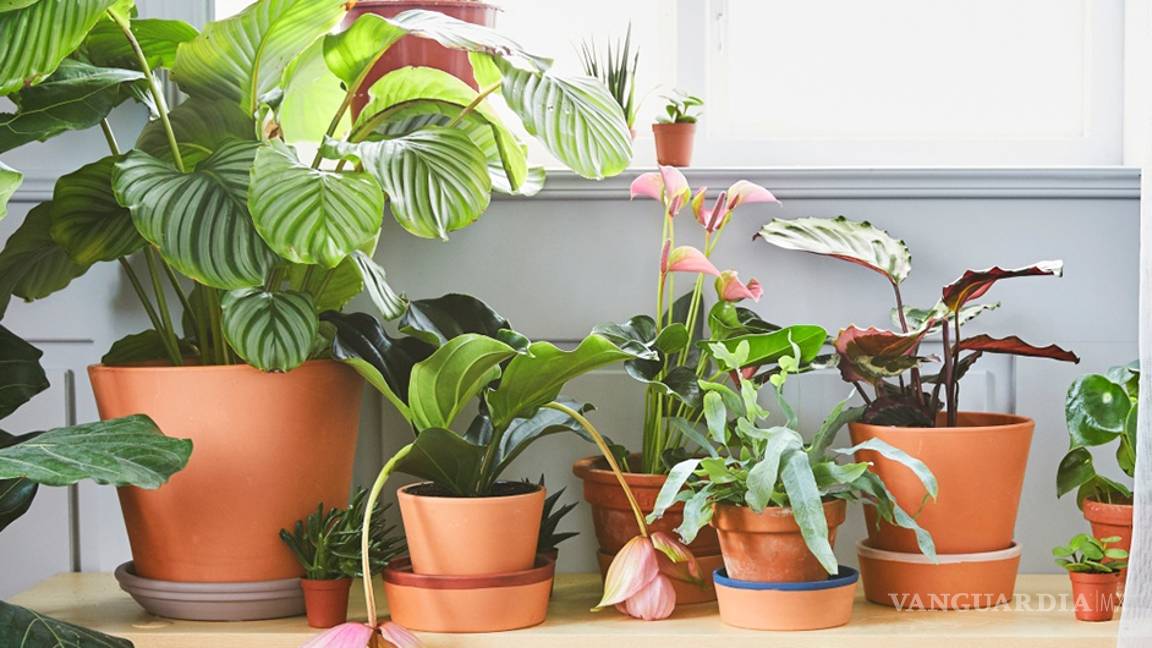 $!Así como los humanos y los animales, las plantas reaccionan a la anestesia