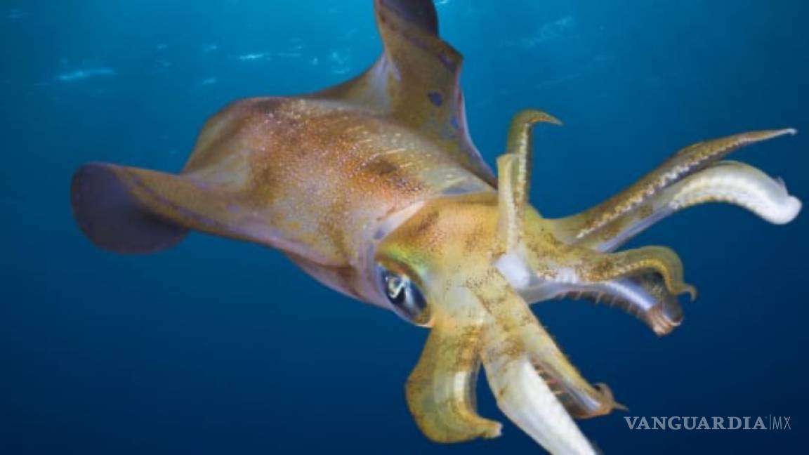 NASA envía calamares hawaianos al espacio para un estudio