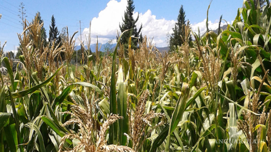 Frena desaparición de fideicomisos investigación de maíz de la Narro