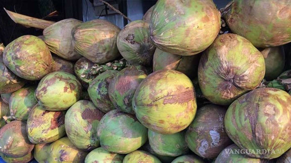 EU decomisa mariguana ¡escondida en cocos!