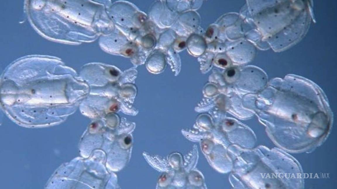 Científicos crean increíbles animales transparentes en un laboratorio