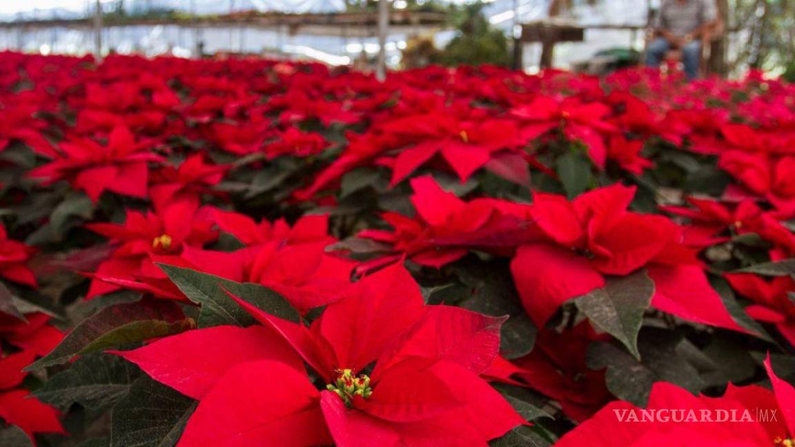 ¿Lo sabías? Hoy es el Día Nacional de la Nochebuena, la flor mexicana que es símbolo navideño