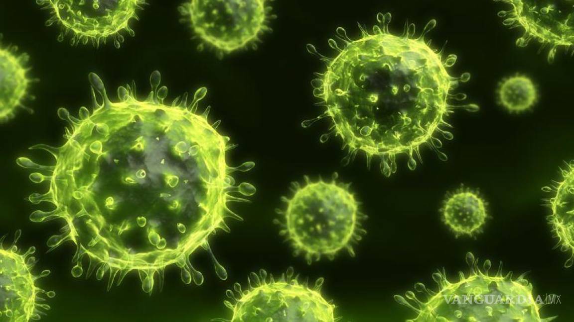 ¿Qué es el virus Nipah?... y por qué puede convertirse en la peor pandemia en la humanidad