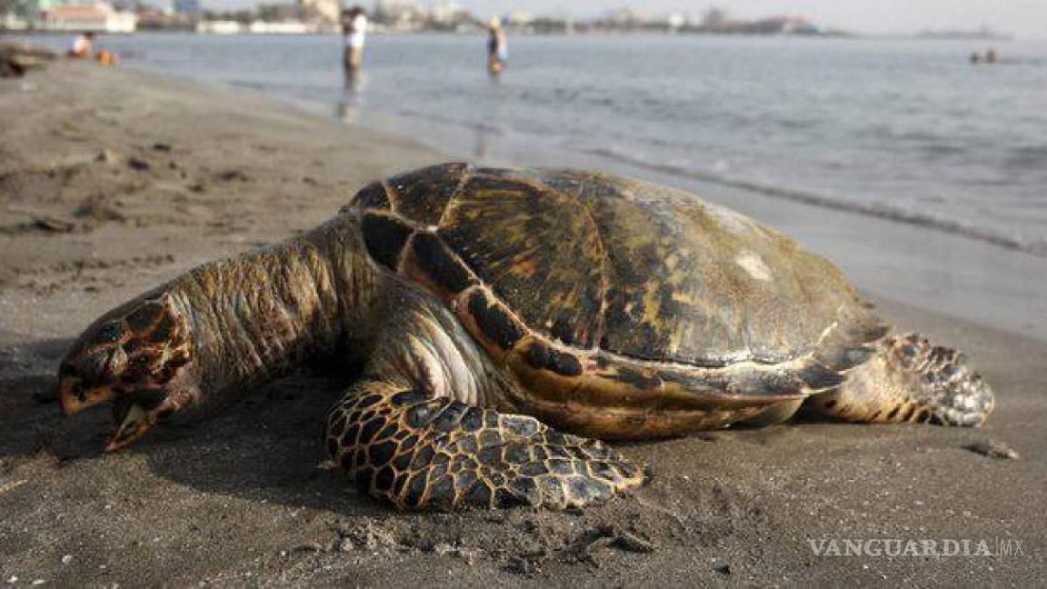 Encuentran cientos de tortugas golfinas muertas en playa de Oaxaca