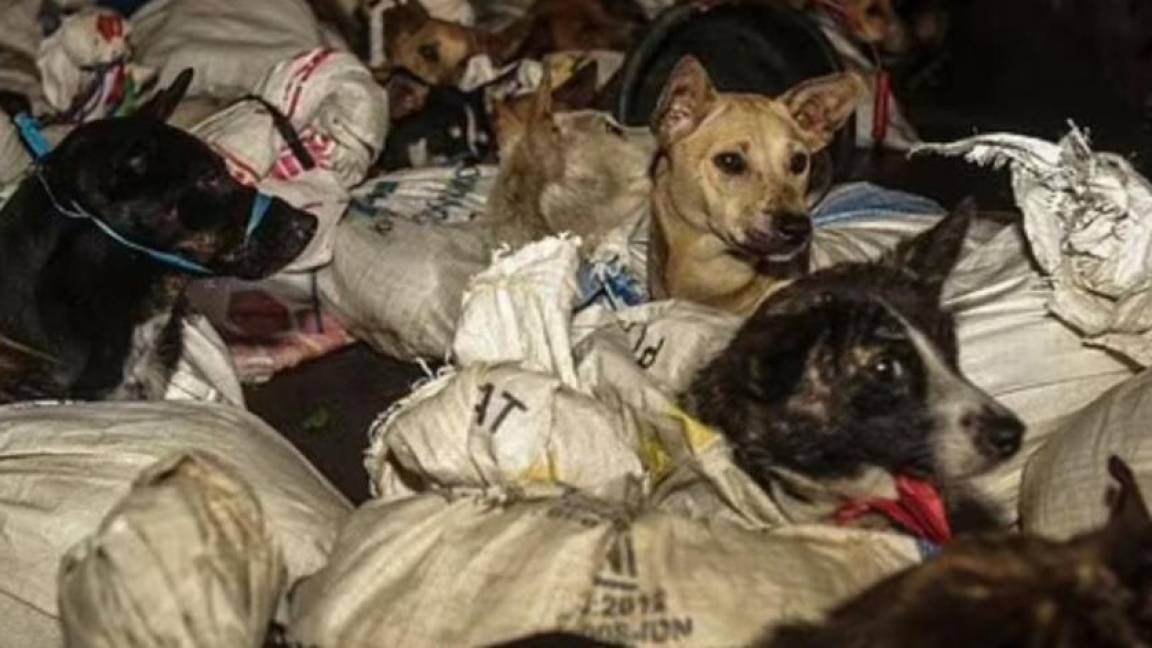 $!Rescatan a más de cincuenta perros que iban a matar para venderlos como carne