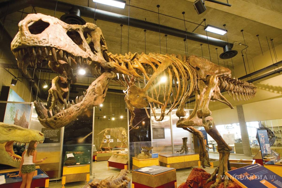 Scotty, el tiranosaurio más grande jamás descubierto