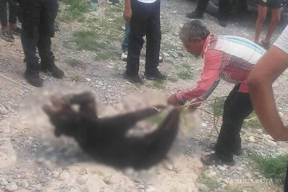 Investigan muerte de 2 osos en ejido El Rayado, de Saltillo, analiza la Sema interponer denuncia