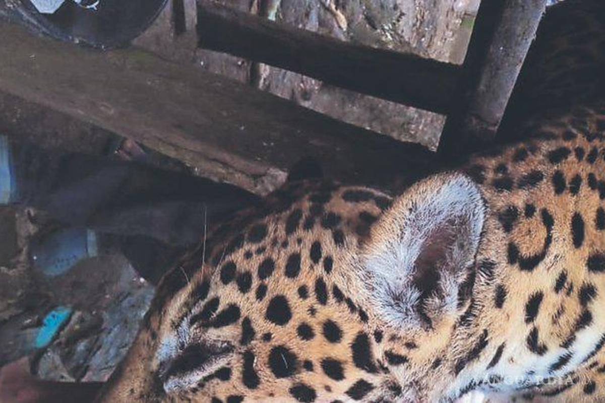 Cazadores presumen captura de jaguar en Campeche, lo desollan