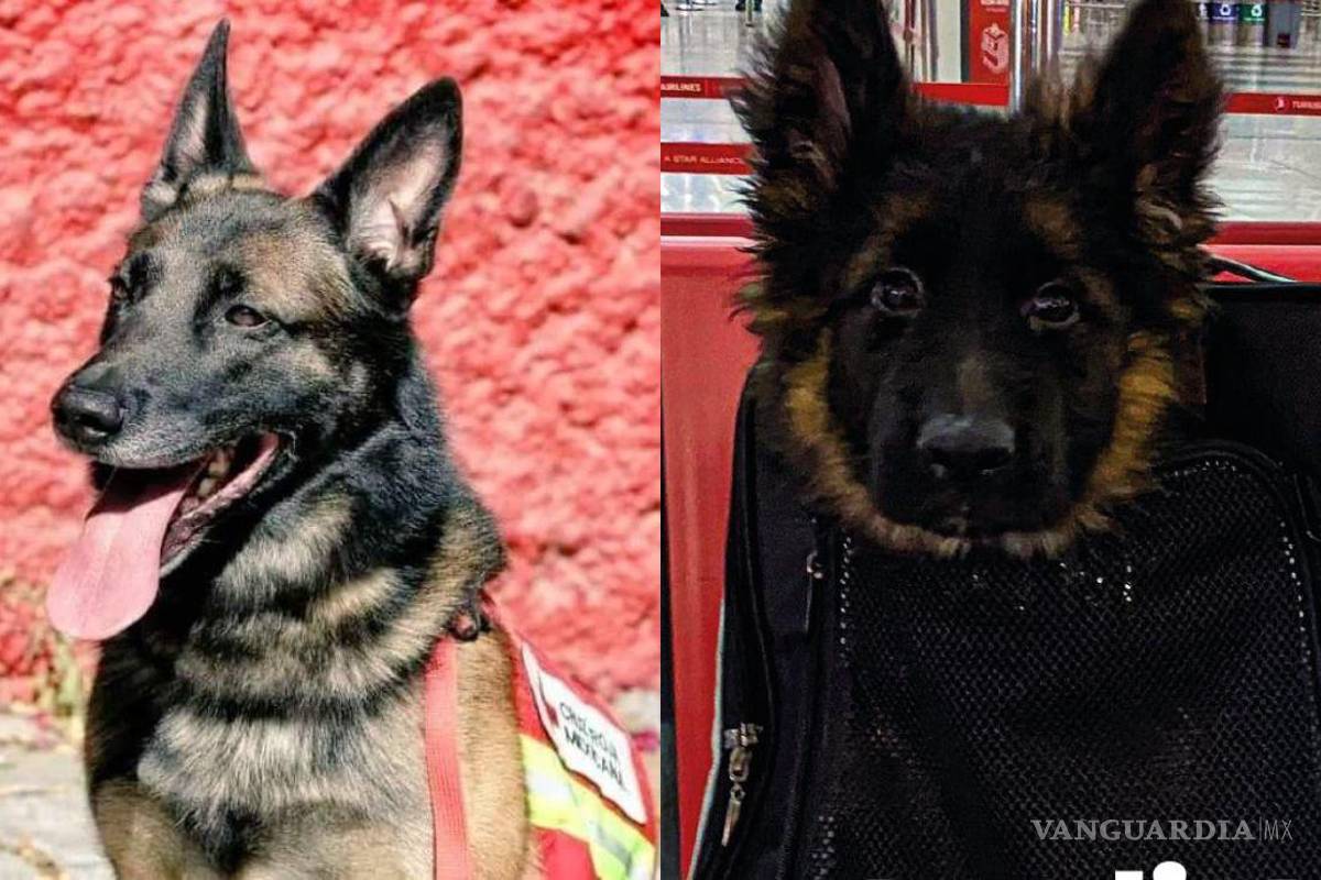¡Seguirá los pasos de Proteo! Cachorro viaja desde Turquía a México para entrenarse como rescatista