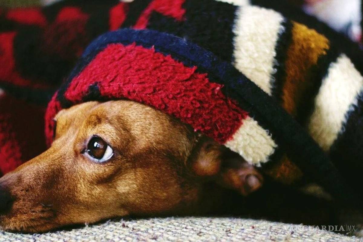 Así puedes proteger a tus ‘lomitos’ durante crisis nerviosa por pirotecnia