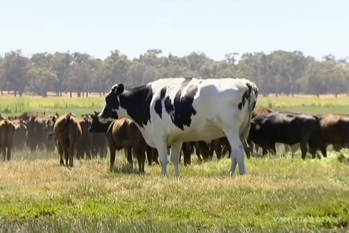 Gracias a su gran tamaño, una vaca se salva del matadero en Australia