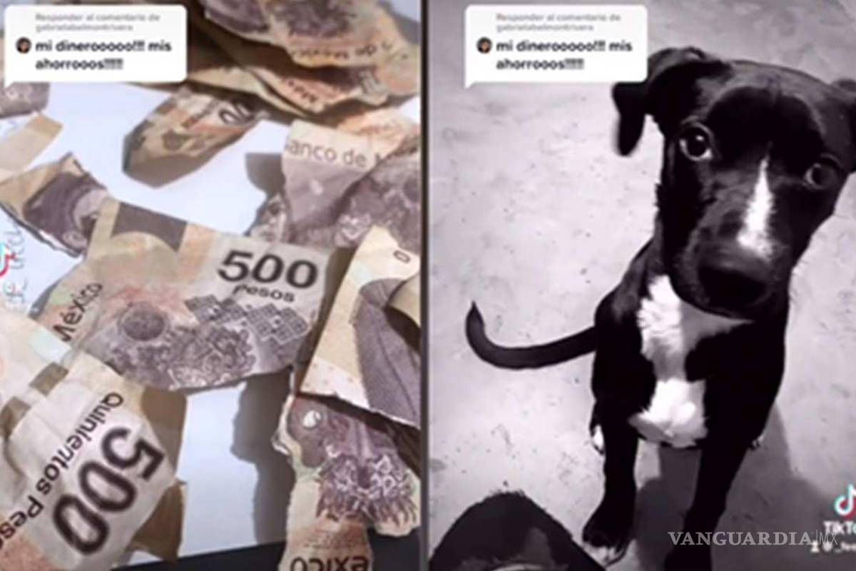 ¡Mis ahorros!... Perrito destroza billetes del aguinaldo de su dueña (video)
