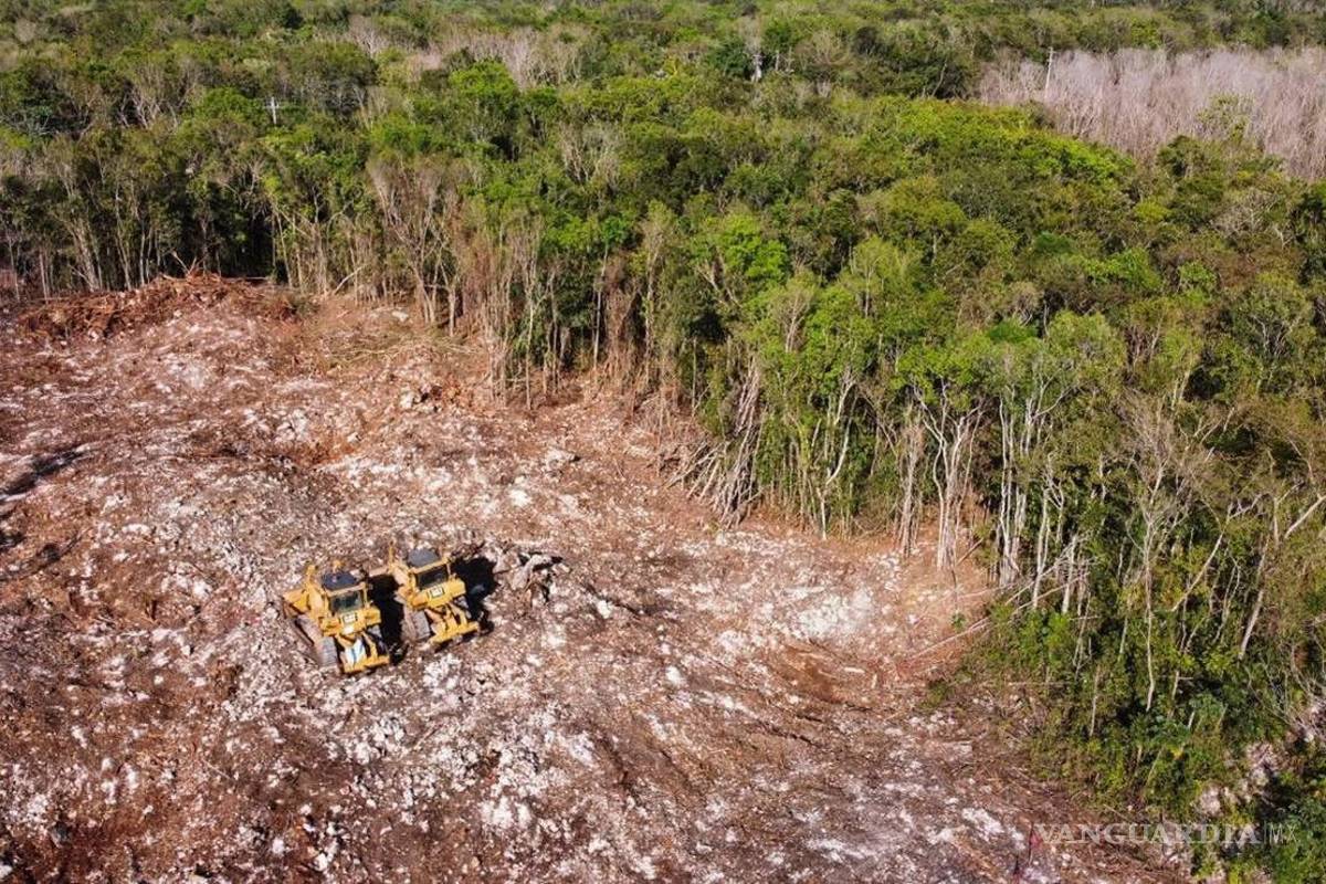 Otorgan a ambientalistas suspensión contra tala injustificada para Tren Maya