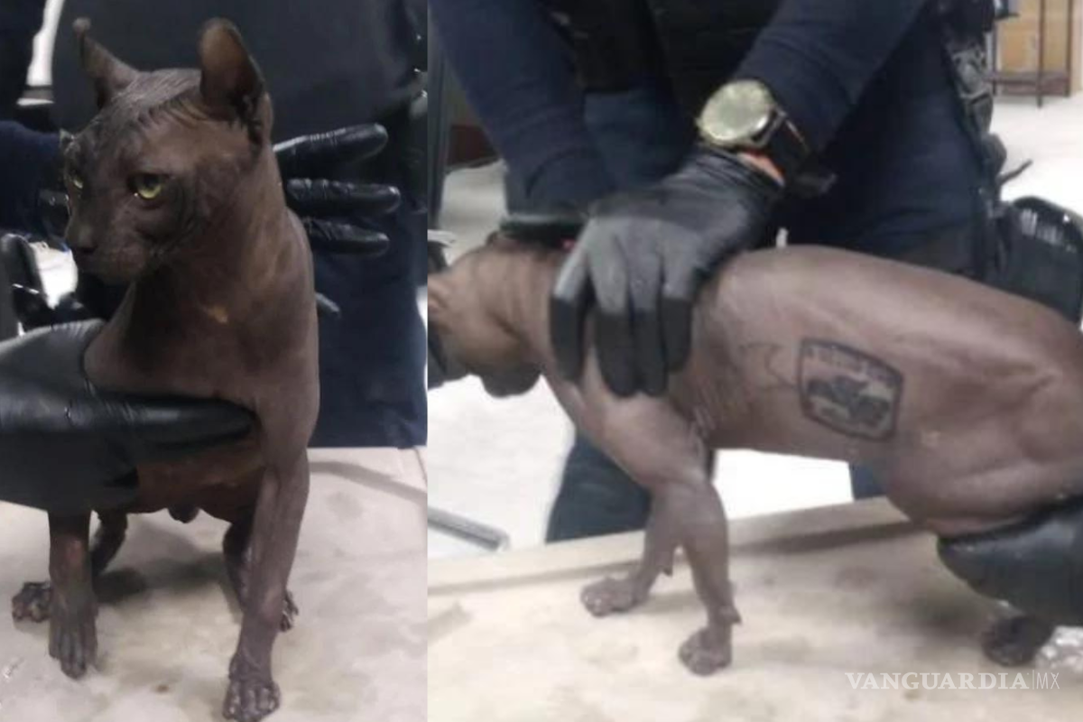 Banda de ‘Mexicles’ tatúan a gato egipcio en la cárcel