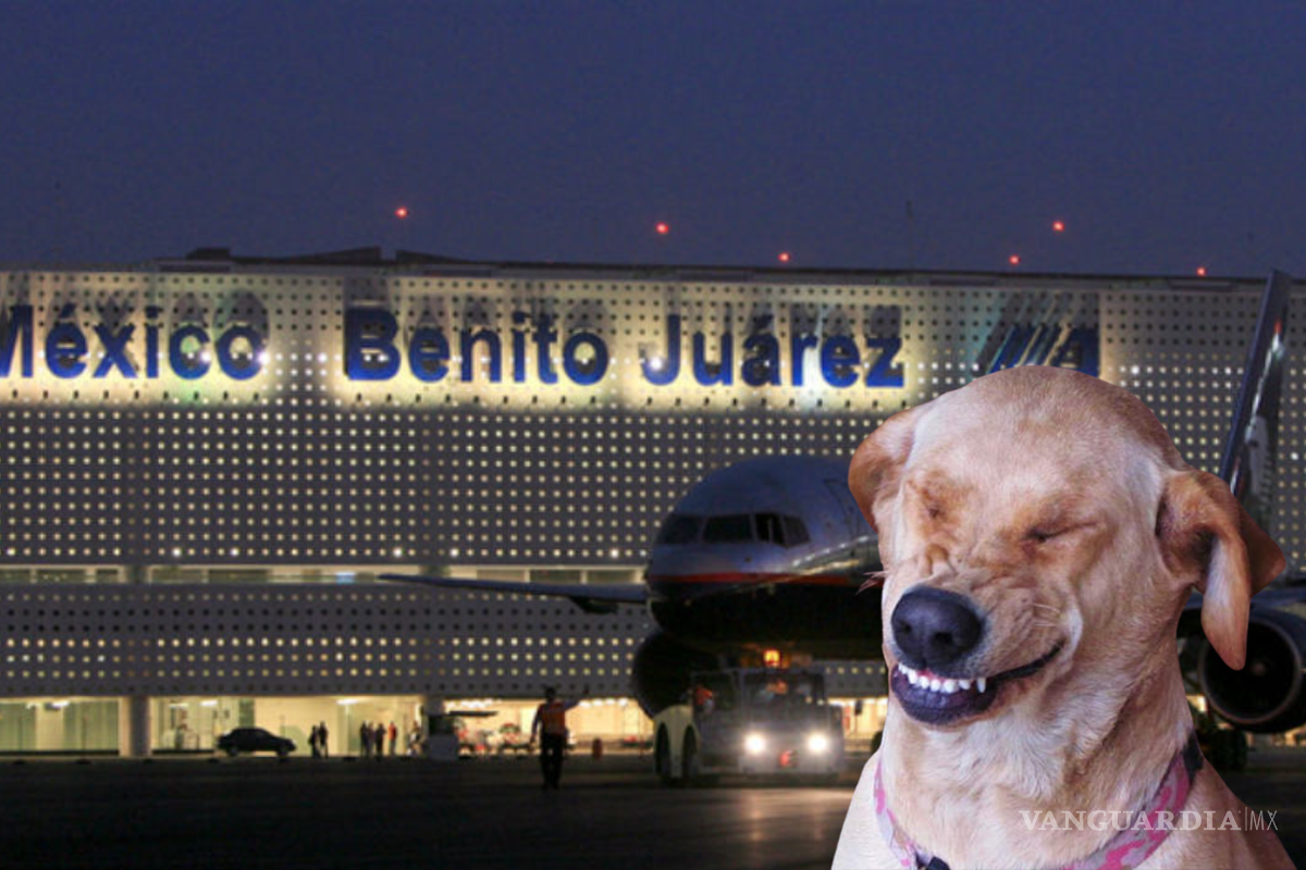 ¡México mágico! Lomito provoca cierre de pistas de aterrizaje en AICM