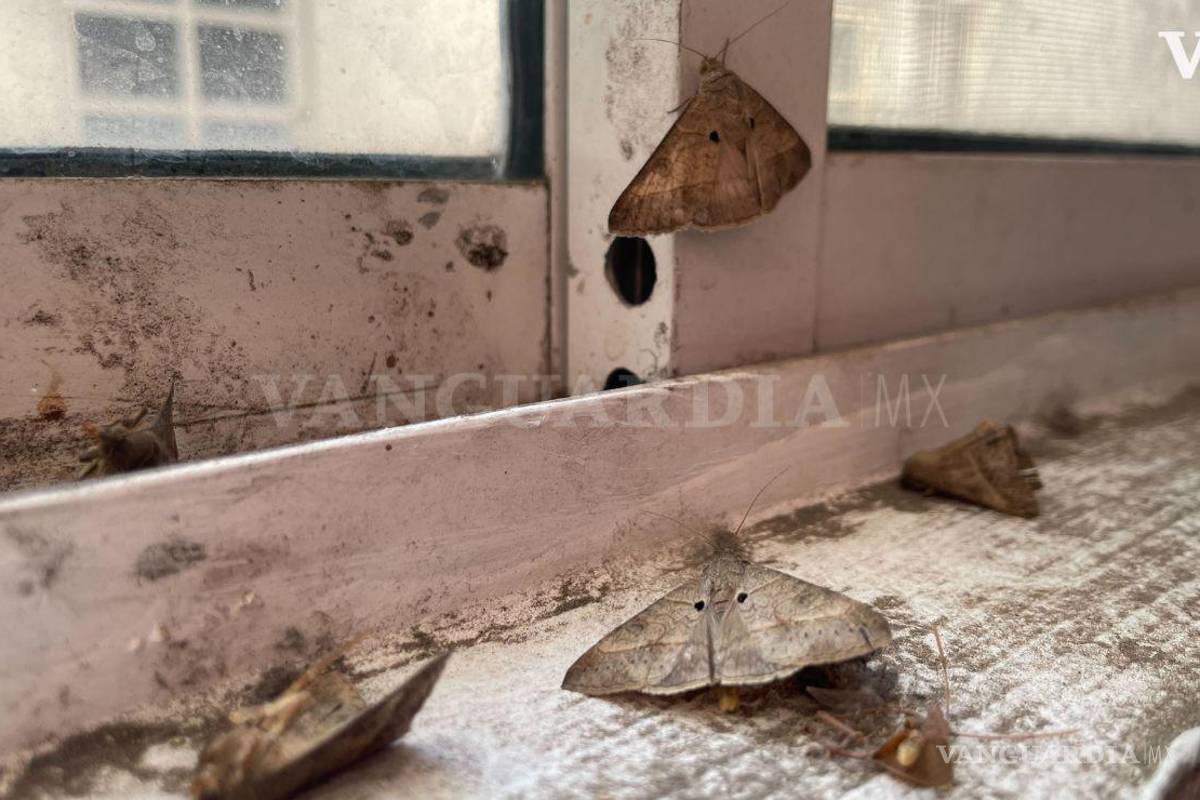¿Por qué hay tantas polillas en Saltillo? Son indicio de la llegada de Mariposas Monarca